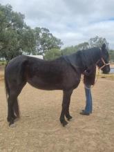 Lot 98