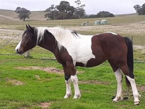 Lot 100