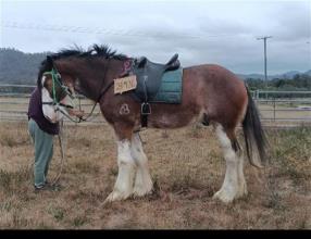 Lot 103