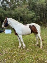 Lot 106