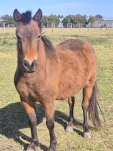 Lot 107