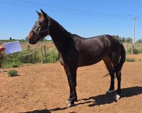 Lot 110