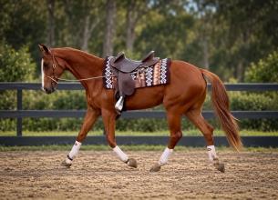 Lot 113