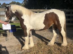 Lot 116