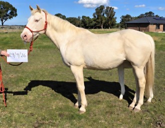 Lot 15