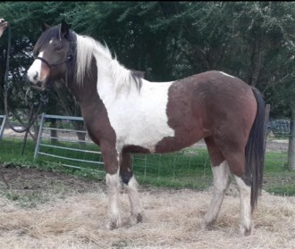 Lot 16