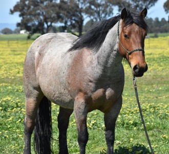 Lot 1