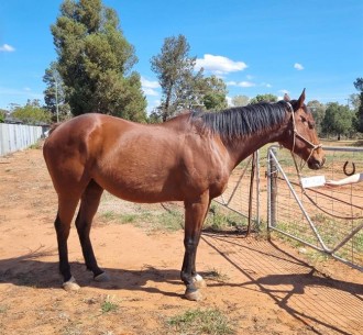 Lot 31