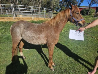 Lot 43
