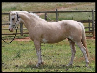 Lot 1