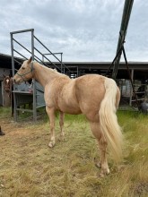 Lot 3
