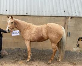 Lot 7