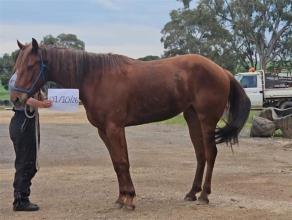 Lot 8