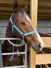 Lot 12