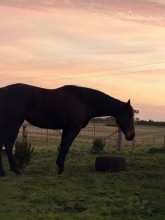 Lot 13