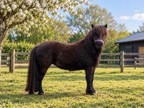 Lot 18