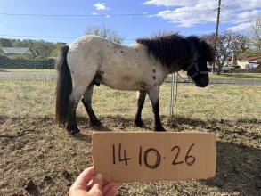 Lot 20