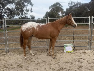 Lot 21