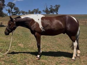 Lot 24