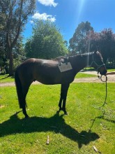 Lot 28