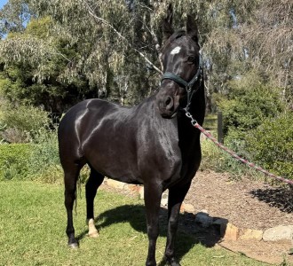 Lot 31