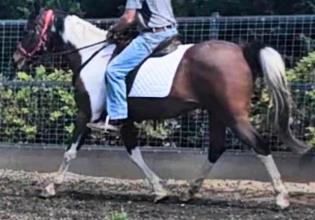Lot 42