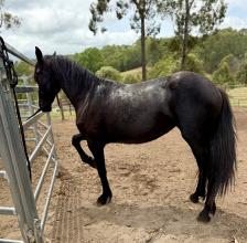 Lot 52