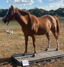 Lot 53