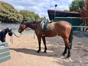 Lot 56
