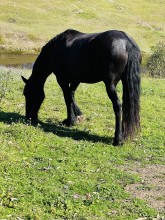 Lot 60