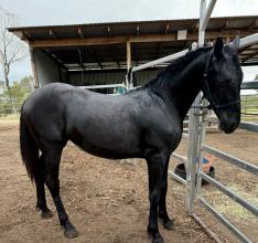 Lot 61