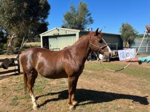 Lot 63