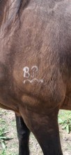 Lot 72