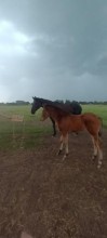 Lot 74