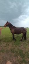 Lot 75
