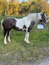 Lot 81