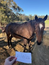 Lot 82