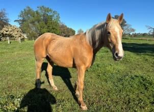 Lot 83
