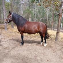 Lot 84
