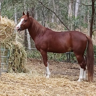 Lot 85