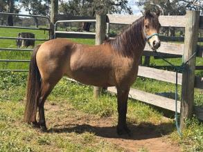 Lot 87