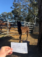 Lot 96