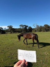 Lot 97