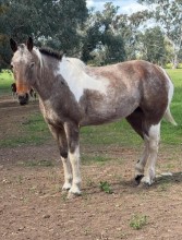 Lot 98